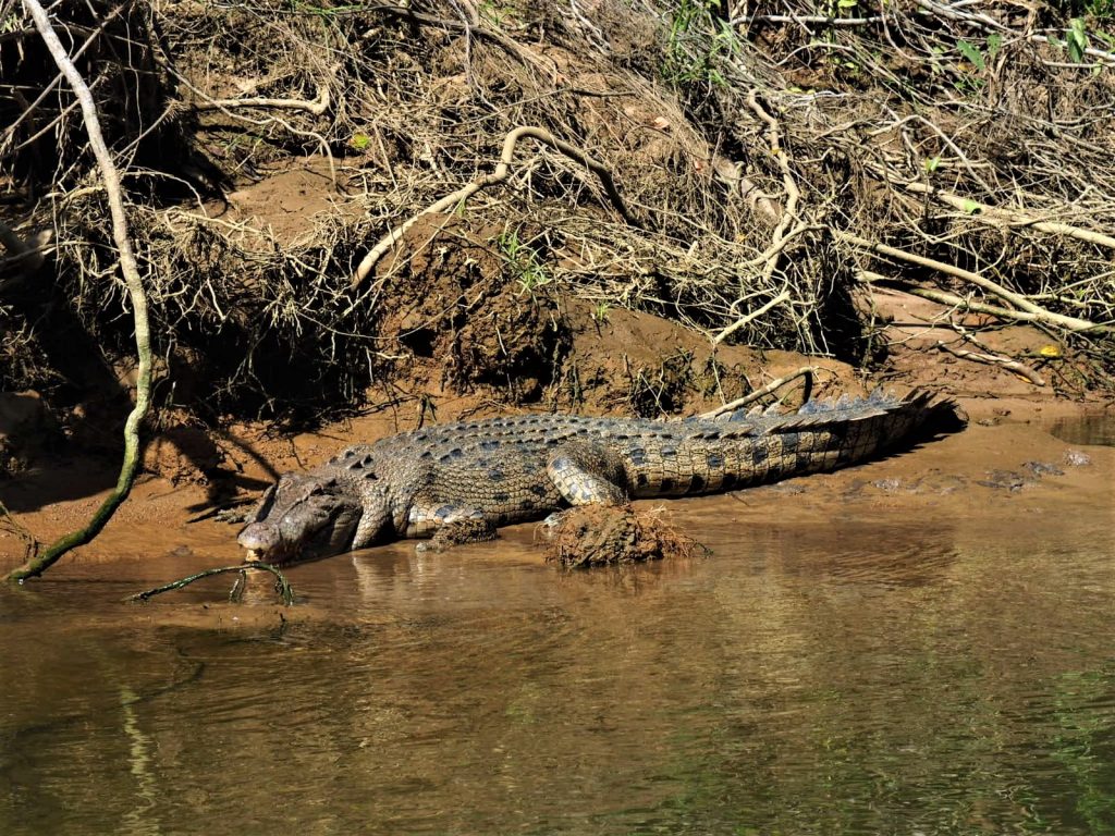 Crocodile Daintree River