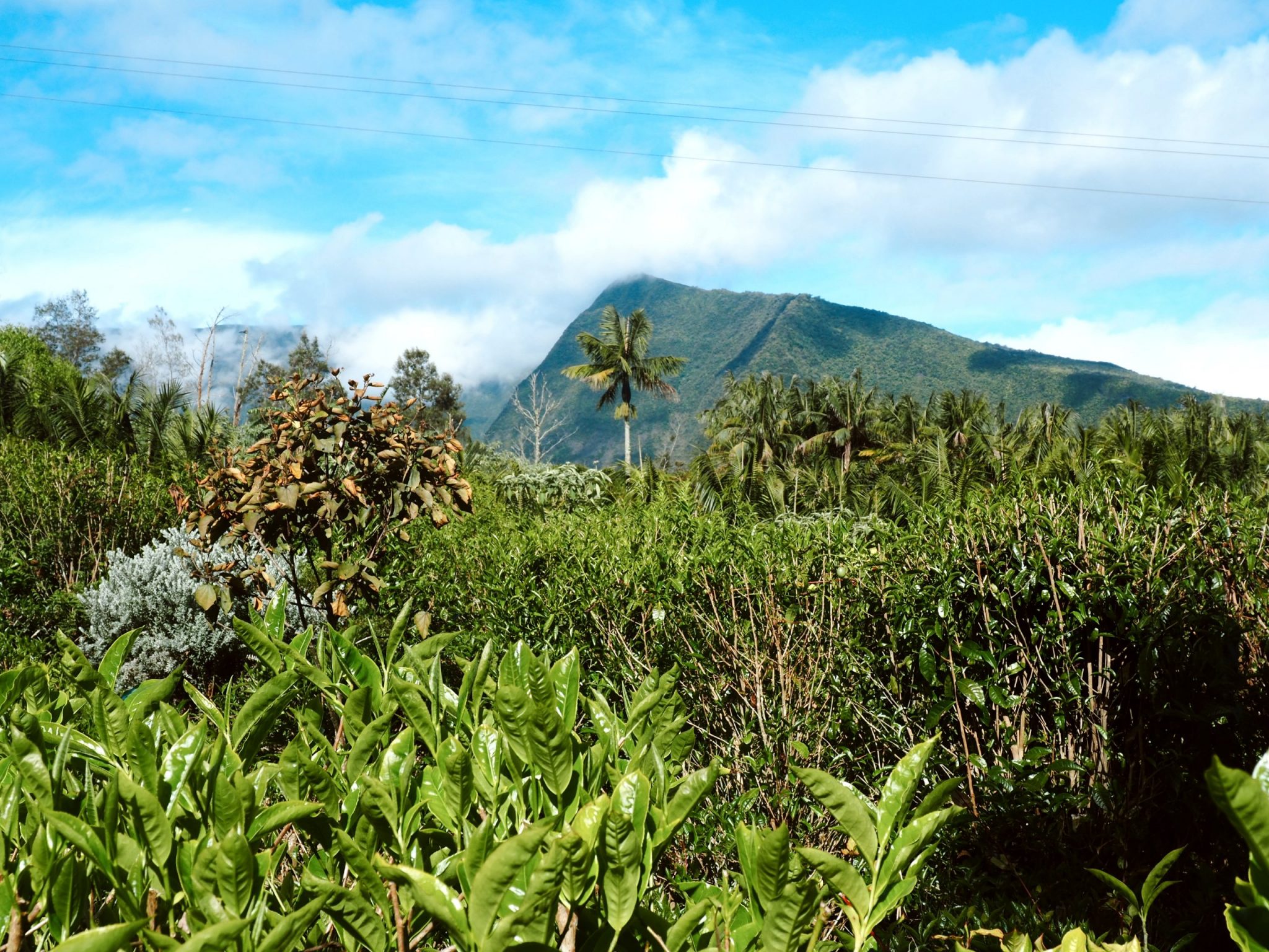 Plantation Thé Réunion