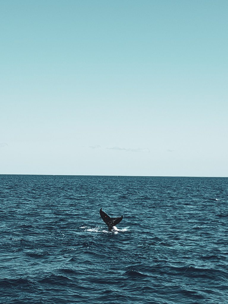 Baleine Réunion
