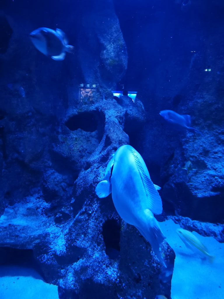aquarium activités la reunion