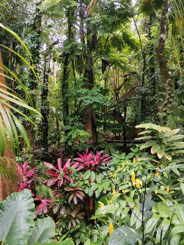 Jardin tropical Réunion
